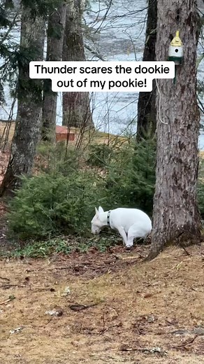 Poor Joy! But that was funny I’m sorry #dogs #meme #funny #cute #pets #thunder | Nature of animal
