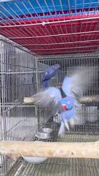 Good flying blue 💙 Ringneck parrot