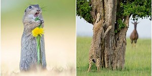 18 of the funniest finalists in the 2024 Nikon Comedy Wildlife Photography Awards