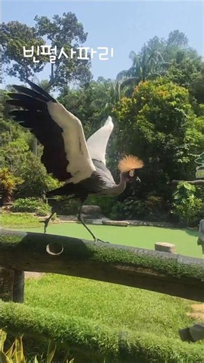 🦜푸꾸옥 빈펄사파리 새들쇼 생각보다 대박!
