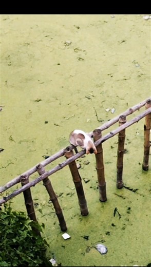 cat 🐈😺 funny video 🤣 short# viral#video