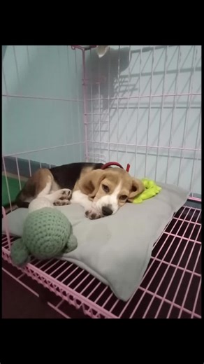 Beemo_the_beagle on TikTok