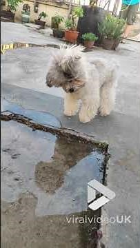 Puppy puzzled by puddle || Viral Video UK