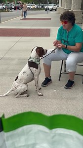 We have some GREAT dogs looking for homes . This is Remi… 6 years old , neutered, heartworm negative and housebroken. Great with other dogs. | Florida Pointer Rescue
