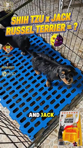 Have you ever wondered what a SHIH TZU and a JACK RUSSEL TERRIER will produce?? Doc Abel Manalo SDN Dog Food Manalo K9 IAGD Puppies owned by Ms. Carmencita Pumarada 😊🙏 | Doc Abel Manalo