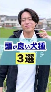 【犬しつけ】賢い犬種3選