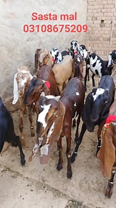 8.2K views · 109 reactions | Sasta mal 03108675209 call anees bakra tv | Anees Bakra TV | Facebook