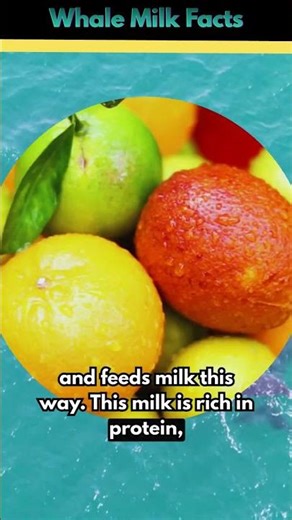 🐋💙Why Whale Milk Does Not Dissolve In Water? 💦| Whale Milk Feeding Explained ||#viral