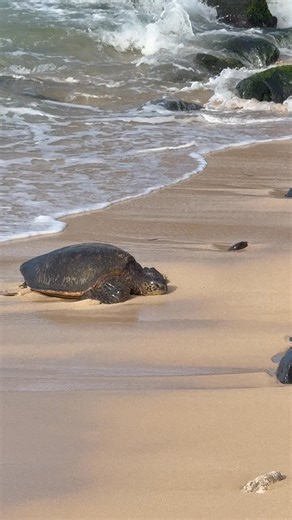 Chris Campise on Reels