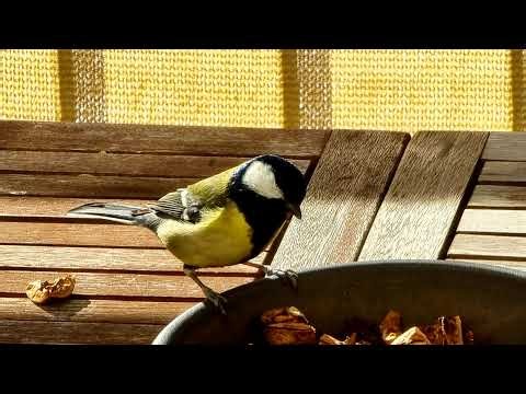 Interaktiv: Vogel-Beobachtung/Bird-Watch - Stuttgart (!stg) und Niedersachsen (!nds) - Viel Spaß!