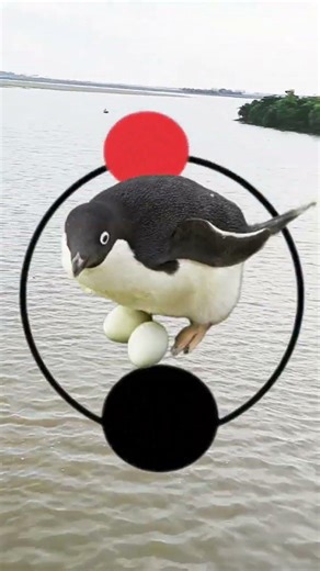 পারলে পেঙ্গুইন এর বাচ্চা ফুটিয়ে দেখান #youtubeshorts #funny