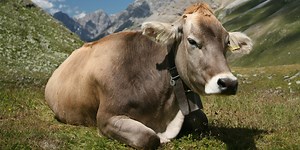 Cow meets GoPro, the results are… something