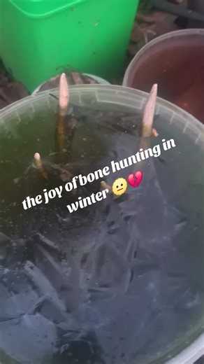 The Joy of Bone Hunting in Winter: A Unique Adventure