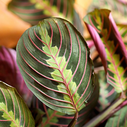 Prayer Plant Care Guide for Growing Healthy, Thriving Greenery