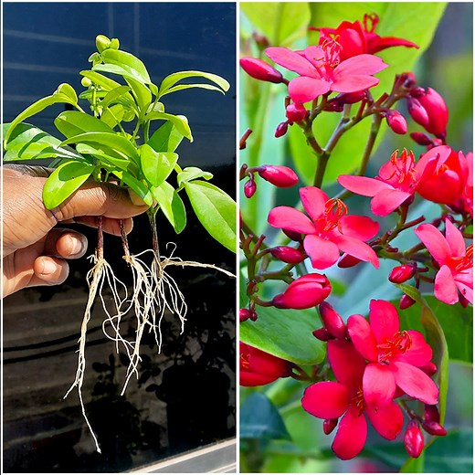 Multiply peregrina flower plants quickly | Best growing & rooting method | Rana Craft