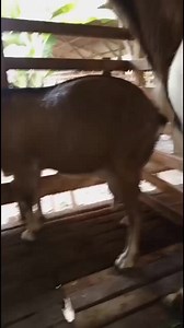 189K views · 1.2K reactions | Berikut beberapa cara untuk beternak kambing peranakan Bagian 27 | Ternak kambing di indonesia | Facebook