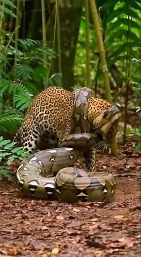 Unbelievable Fight! Jaguar Attacks Massive Snake in the Wild