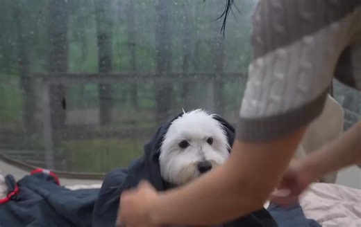 231K views · 4.5K reactions | Camping With Dog #camping #campervan #campinglife #campingvlogs #campervanlife #vanlife #camper #shorts | Camping Video | Facebook