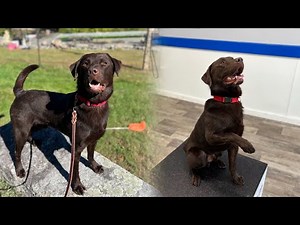 Larry, Chocolate Lab Training - Week 1 / Learning Sit, Down, Place, Climb, Come, and Heeling