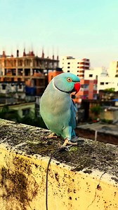 11K views · 142 reactions | Blue_ ringneck parrot _amazing. #parrots #reels #birds #viral #পাখি | Exotic Pets Aviary | Facebook