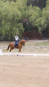 🏇Canter with Confidence: ✅How to ask for canter ✅How to sit the canter ✅What to do if you’re afraid to canter ✅Patterns and figures for a smooth transition ✅How to keep your horse round, supple and soft in canter. With this step-by-step guide, you and your horse will be round in the canter and you will feel confident and connected! Have fun and enjoy cantering! Click to get instant access. | Amelia Newcomb Dressage