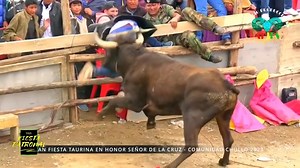 Brutal Bull Attacks Compilation
