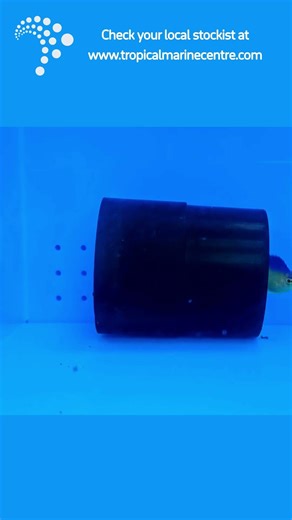 💙 Tank-Bred Colini Angel – Centropyge colini (Blue Back Angel)