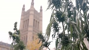 Cannabis: Through the Ages - Apple TV