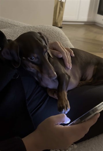 Cute Dachshund Moments That Will Make You Smile