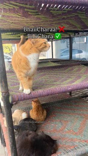 The Crazy Cats on Instagram: "Everybody ask me why my cats are so friendly with each other? Why don’t they fight? First thing - they all are fixed! Secondly, they know they are safe here. They are not in survival mode, they know they will get food/water everything on time. They know they are being loved here 💙"