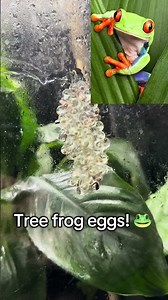 Tree frogs eggs! These frogs typically will lay a cluster of eggs along undersides of leaves #frog