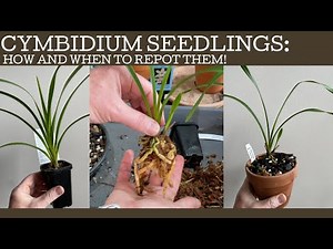 How and when to repot Cymbidium orchid seedlings!
