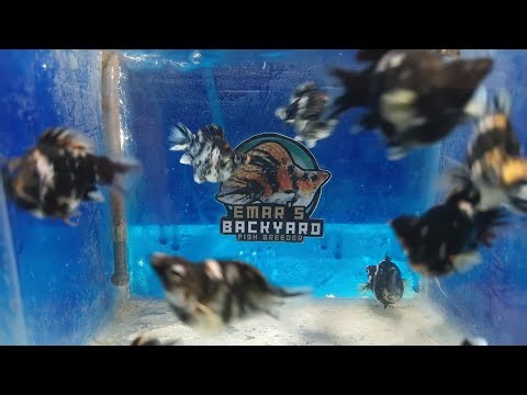 selected female trico ballon juvenile size