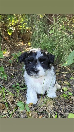 Heavenly Havanese Puppies on Reels