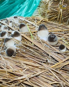 2.4M views · 23K reactions | Biggest Organic Mushroom Farming In Odisha | India Eat Mania | Facebook