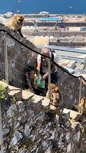 739K views · 948 reactions | Monkey attack Gibraltar top of the rock | Beenie Man | Facebook