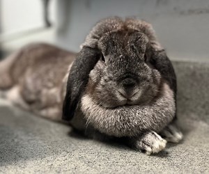 Meet the CNY SPCA Pet of the Week: Daphne