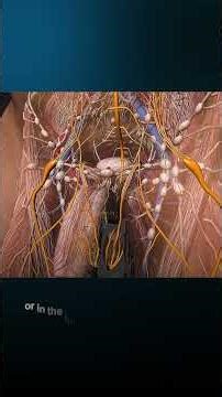 How Pelvic Pain Spreads Across the Body - The Hidden Link to the Prostate