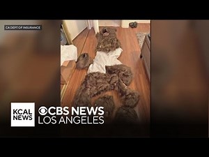 Suspects accused of dressing up as a bear for insurance fraud case in LA County