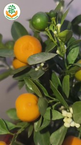 2.4K views · 29 reactions | Chinese Orange  | GardenOfKavita | Facebook