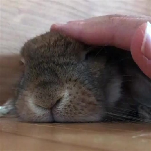 5.4K views · 512 reactions | IG: yumenoyume_momo | Bunny Instagram | Facebook