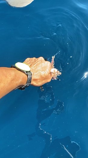 DONT TRY THIS AT HOME!!! #shark #feeding #dinnertime #StayFresh #TheReplay #donttrythis #handfeeding #sharkattack #boat #jaws