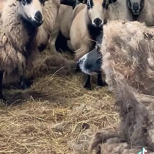 40K views · 1K reactions | The perfect disguise.   Lucy Jones | Farmers Weekly | Facebook