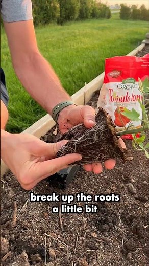 How to Plant Tomatoes! 🌱🍅 || Wyse Guide