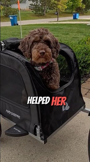 Safe and Easy Bike Trailer Setup for Your Furry Friend