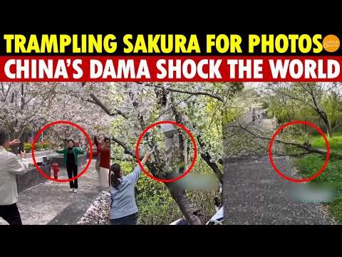 The Huge Difference Between Chinese and Japanese Cherry Blossom Viewing—The Truth is Shocking