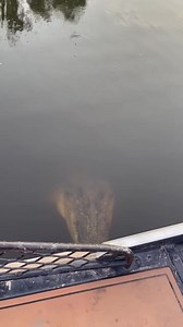 21M views · 46K reactions | This is just a bit too close for comfort...  Reader Rhiana was out fishing outside of Darwin yesterday when a curious croc wanted to join the fun. Thankfully no one was harmed in the making of this video. | The NT News | Facebook