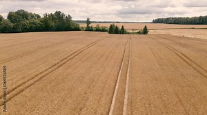 Barley crops vast fields on farmlands in Poland Northern Europe. Dramatic aerial tracking shot.