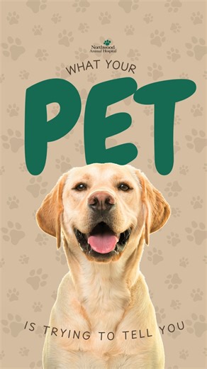 Today we’re looking at three simple body-language signals you can spot fast to understand how your pet is feeling. Tail: high and loose: your pet is happy or excited; smile, speak softly, and keep the good vibes going. Ears: pinned back or flattened: they’re nervous or scared; give space, move slowly, and remove the trigger if possible. Posture: crouched, tense, or tucked: they may be uncomfortable or in pain; stop handling, let them retreat, and watch for other signs. Reward calm behavior with 