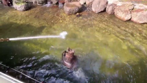 Bear at Sequoia Park Zoo in California enjoys water feature in his enclosure